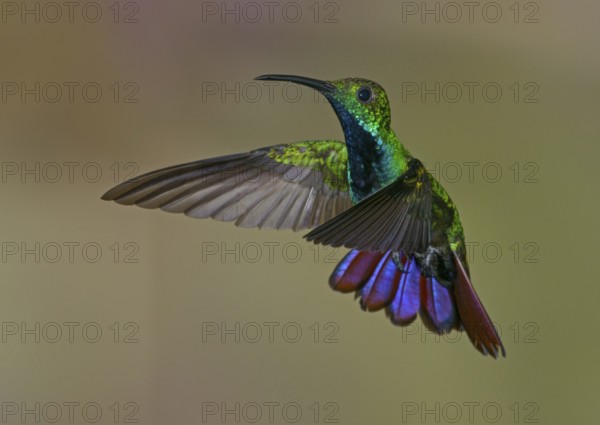 Green-breasted Mango (Anthracothorax prevostii) - at Laguna Lagarto Lodge near Boca Tapada, Costa