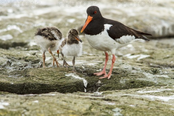 Eurasian Oystercatcher (Haematopus ostralegus) adult and chick, Farne Islands, United Kingdom