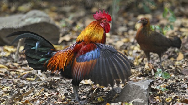 Red Junglefowl (Gallus gallus) male flapping wings, female in background, Kaeng Krachan National