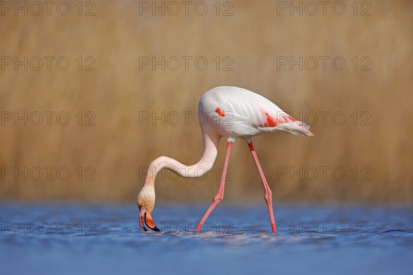 Greater Flamingo, Phoenicopterus ruber, beautiful pink big bird in dark blue water, with evening