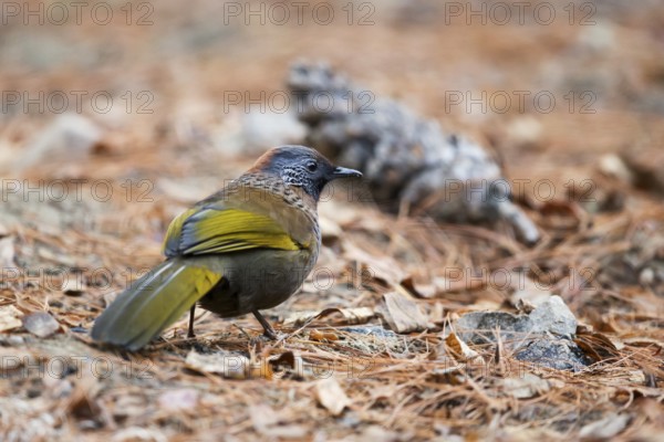 Chestnut-crowned Laughingthrush (Trochalopteron erythrocephalum nigrimentum) perched on the ground,
