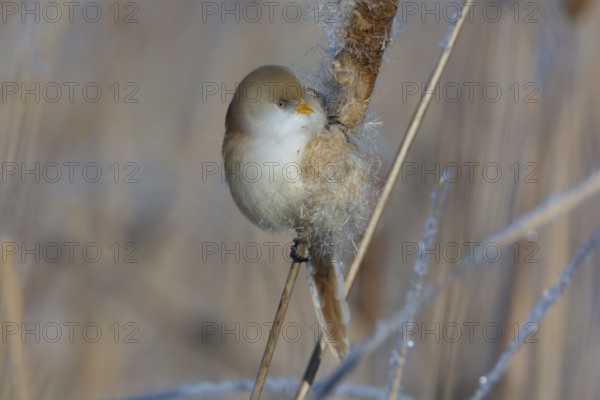 Bearded Reedling (Panurus biarmicus) female feeding on cattail seed, Thuringia, Germany