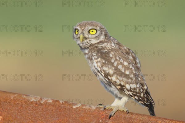 Little owl (Athene noctua) young bird sitting on an iron girder, endangered bird species in Central
