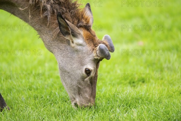 Red deer (Cervus elaphus) stag, portrait, Bavaria, Germany
