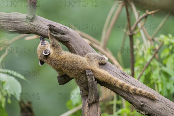 South American coati (Nasua nasua) youngster klimbing a little tree, captive, Zoo Augsburg