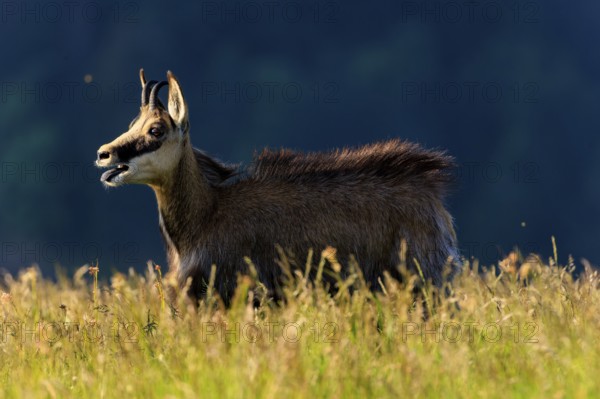 Chamois in tall grass with dark background under blue sky, chamois, chamois, (Rupicapra