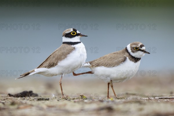 Little Ringed Plover (Charadrius dubius) pair displaying, North Rhine-Westphalia, Germany
