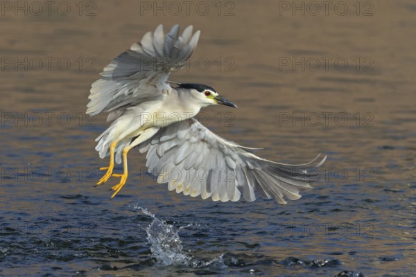 Nachtreiher, Black-crowned Night Heron, Night Heron, Black-crowned Night-Heron, Nycticorax