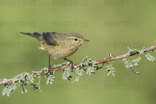 Common Chiffchaff (Phylloscopus collybita), Eilat, Israel