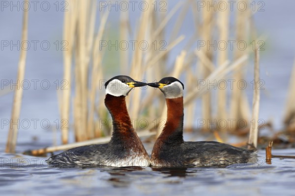 Red-necked Grebe (Podiceps grisegena) pair displaying, Mecklenburg-Western Pomerania, Germany