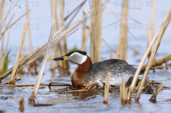 Red-necked Grebe (Podiceps grisegena) female on nest, Mecklenburg-Western Pomerania, Germany