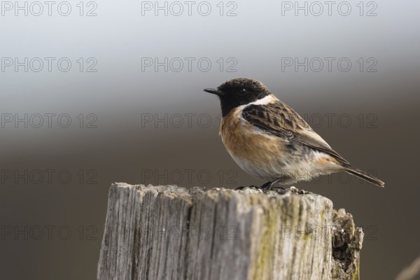 European Stonechat (Saxicola rubicola) male perched on a pale, Mecklenburg-Western Pomerania,