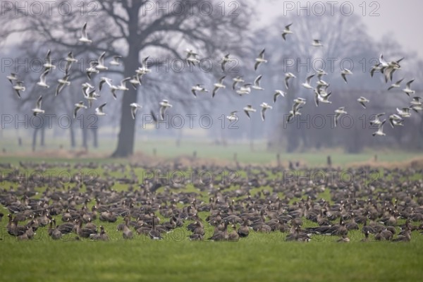 Greater White-fronted Goose (Anser albifrons) group, North Rhine-Westphalia, Germany