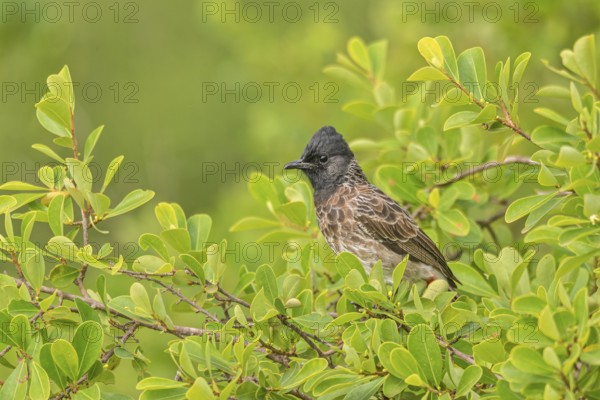 Rußbülbül (Pycnonotus cafer) am Regenwald von Sri Lanka