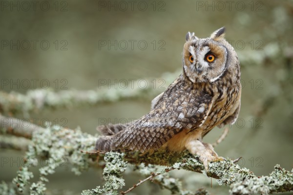Long-eared Owl sitting on branch in fallen larch forest during autumn. Owl in nature wood nature