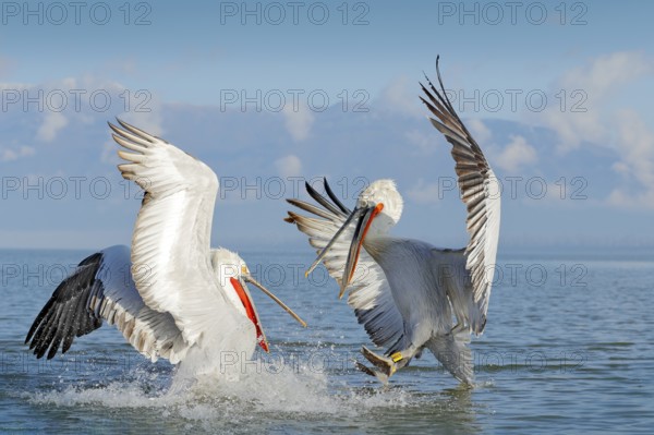Dalmatian pelican, Pelecanus crispus, landing in Lake Kerkini, Greece. Pelican with open wings.