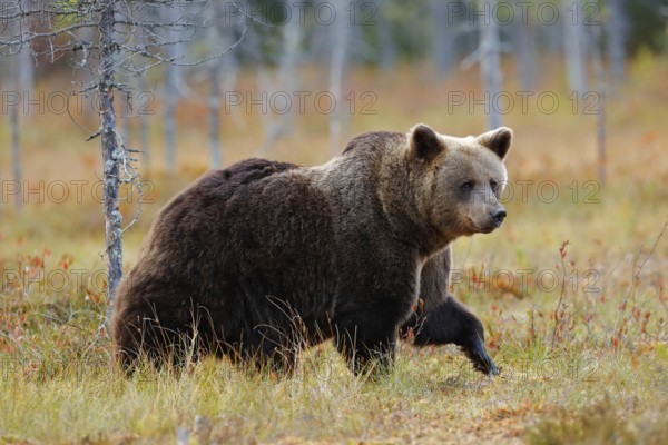 Beautiful big brown bear walking around lake with autumn colours. Dangerous animal in nature forest