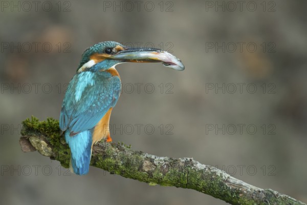 Common Kingfisher (Alcedo atthis) female perched on a branch with a fish in its beak, Lower Saxony,