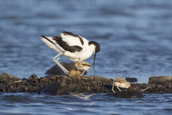 Pied Avocet (Recurvirostra avosetta) with chicks at nest, Lesvos, Greece