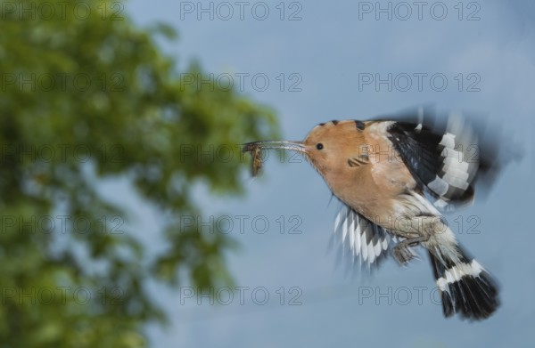 Eurasian Hoopoe (Upupa epops) at nest hole, Aosta Valley, Italy