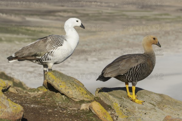 Upland Goose (Chloephaga picta) perched on a rock in the Falkland Islands