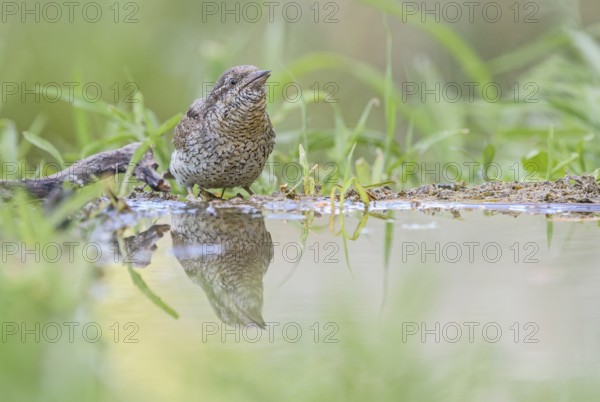 Eurasian Wryneck (Jynx torquilla) at water hole, Aosta Valley, Italy