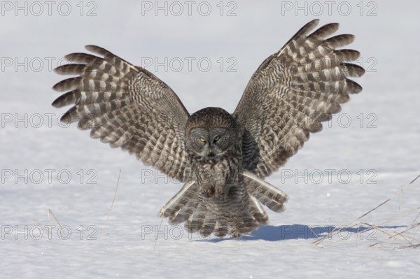 Great Grey Owl (Strix nebulosa), Ontario, Canada