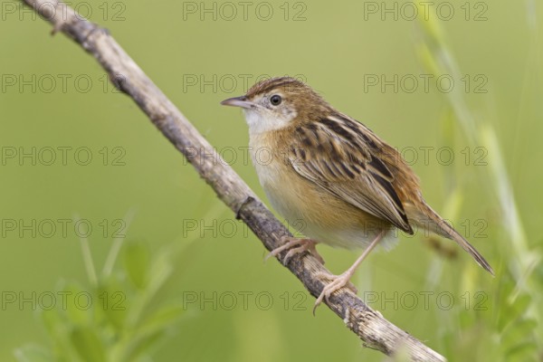 Zitting Cisticola (Cisticola juncidis), Mallorca, Spain