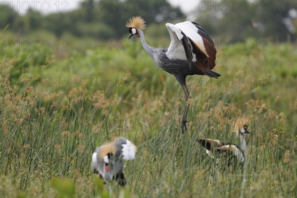 Grey Crowned Crane (Balearica regulorum), Uganda
