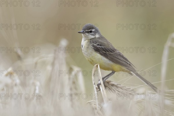 In (almost) ripe grain... Yellow wagtail (Motacilla flava), meadow wagtail, female, particularly