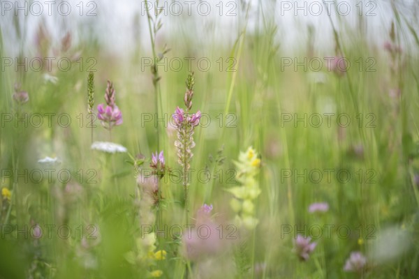 Futterwiese, Fettwiese mit verschiedenen Gräsern und Blüten, Esparsette (Onobrychis viciifolia) und