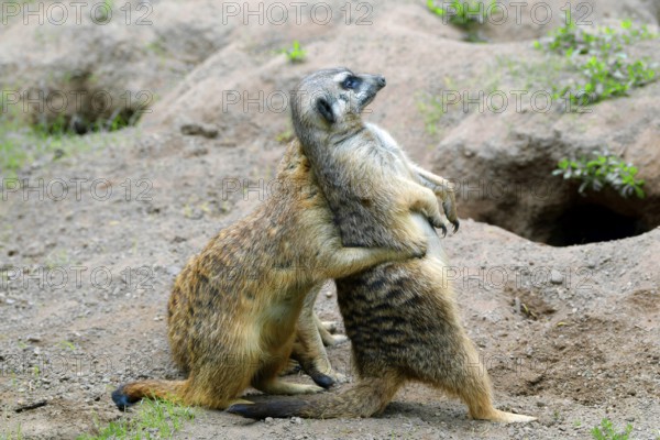 Meerkat (Suricata suricatta), captive, during playful fighting, measuring strength, occurrence