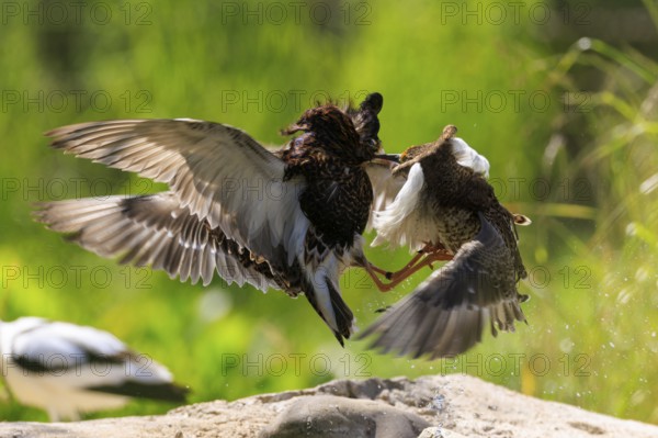 Two birds fighting in the air with outstretched wings, surrounded by nature, ruff (Calidris pugnax,