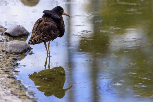 Bird standing in the water, its reflection is visible, ruff (Calidris pugnax, Syn.: Philomachus