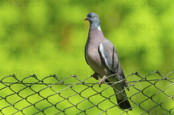Pigeon on a wire fence with a bright green background under a blue sky, wood pigeon (Columba