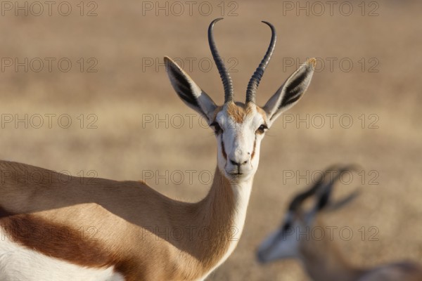 Springbok (Antidorcas marsupialis), adult, animal portrait, evening light, Kalahari desert,