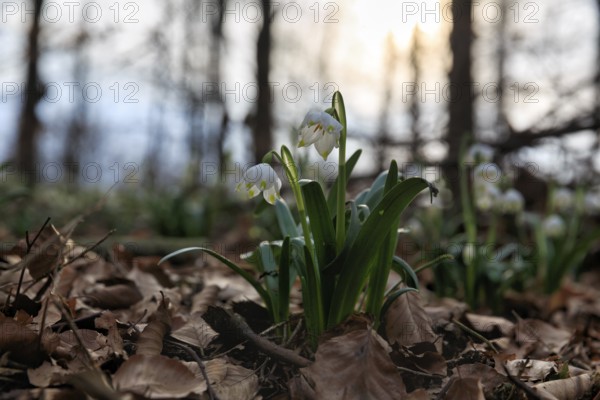 Spring knot flower (Leucojum vernum), spring snowflake on the forest floor, deciduous forest,