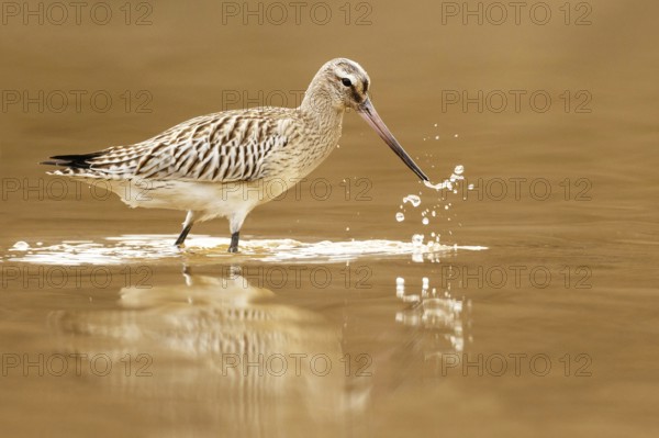 Bar-tailed Godwit (Limosa lapponica) juvenile foraging, Asturias, Spain