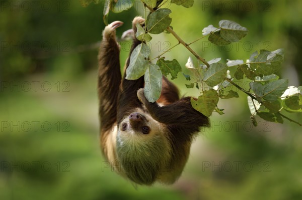 Sloth in nature habitat. Beautiful Hoffman's Two-toed Sloth, Choloepus hoffmanni, climbing on the
