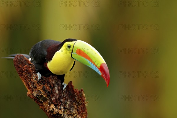 Keel-billed Toucan, Ramphastos sulfuratus, bird with big bill. Toucan sitting on the branch in the