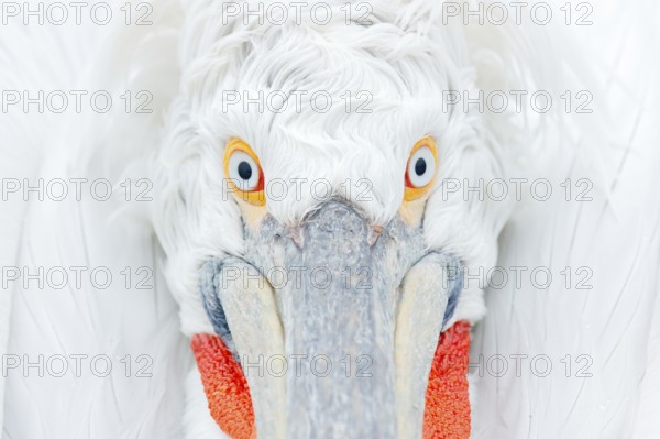 Cute close-up bird portrait. Eye detail Dalmatian pelican, Pelecanus crispus, in Lake Kerkini,