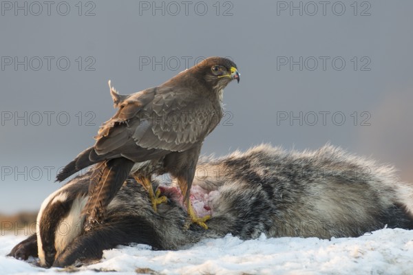 Common Buzzard (Buteo buteo), Mecklenburg-Western Pomerania, Germany