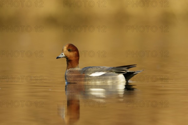 Eurasian Wigeon male swimming in golden hour from low point of view in the Reeuwijkse plassen in