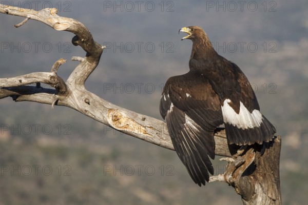 Golden Eagle (Aquila chrysaetos) immature, first winter plumage eating a rabbit, Castile and Leon,