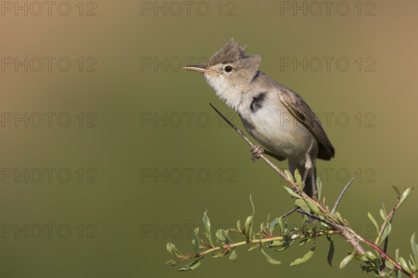 Uppchers Warbler - Dornspötter - Hippolais languida, Kyrgyzstan
