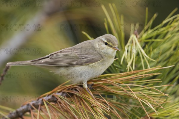 Willow Warbler - Fitis - Phylloscopus trochilus ssp. acredula, Russia (Ural)