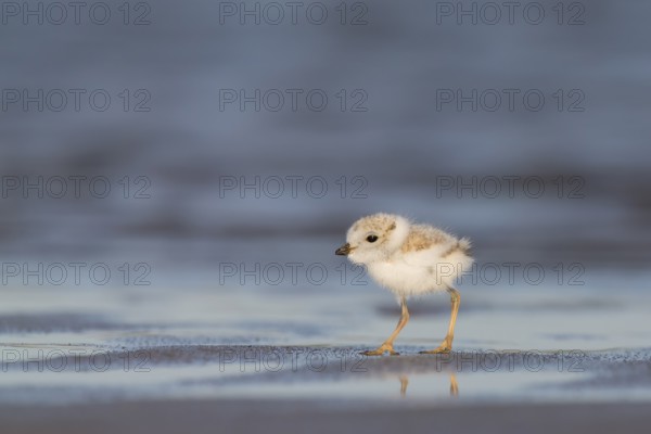 Piping Plover (Charadrius melodus) chick, Massachusetts, USA
