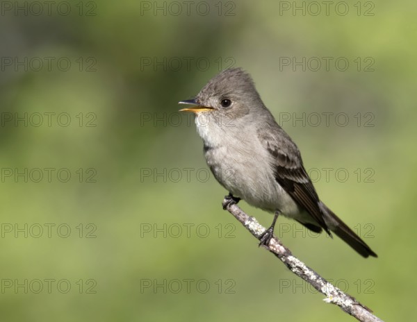 A Western Wood Pewee, Contopus sordidulus, perched at Cypress Hills Interprovincial Park,