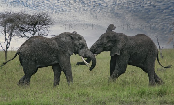 Afrikanischer Elefant (Loxodonta africana) zwei kämpfende Bullen in Savanne, Serengeti National
