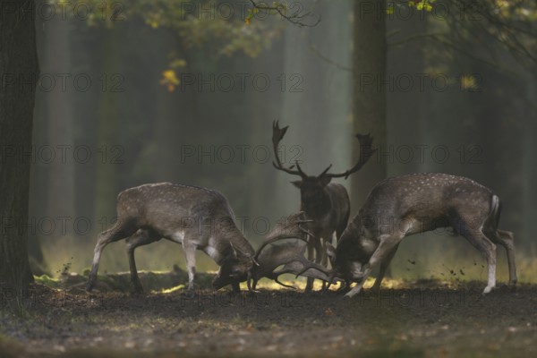Fallow Deer (Dama dama) fighting rutting males in forest, North Rhine-Westphalia, Germany